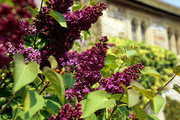 Powderham Castle, blossoms at the chapel