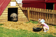 Little girl sharing lunch with Wilbur, the pot-bellied pig