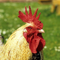 Cock's head