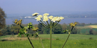 Yarrow and the Exe estuary, Devon