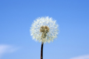 Dandelion's blowball