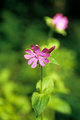 Little blossoms