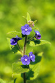 Blueish little blossoms