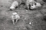 Meerkat in the Zoo