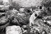 Meerkat in the Zoo