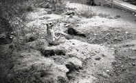 Meerkat in the Zoo
