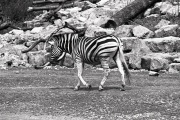 Zebra in the Zoo