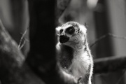 In the Zoo