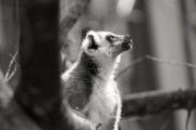 In the Zoo