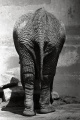 Elephant in the Zoo