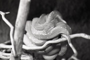 Snake