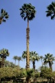 Memphis, palm tree 