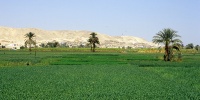 Green fields at Thebes west