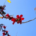 Tree with red blossoms (Luxor) 