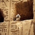 Edfu, birds having fun