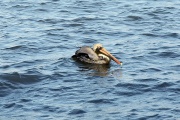Pelican in the water, Caribbean