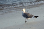 Sea gull, Caribbean Beach