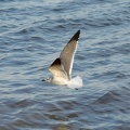 Sea gull in flight, Caribbean Beach