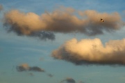 Clouds and bird, Caribbean