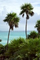 Palm trees, Tulum