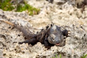 Iguana, Tulum