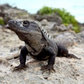 Iguana, Tulum