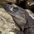 Iguana, Tulum