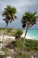 Palmtrees atTulum