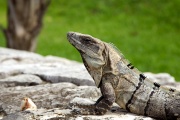 Iguana, Tulum