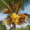 Coconuts, Tulum
