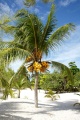 Coconuts, Tulum Beach