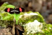 Butterfly, Sian Ka'an Biosphere Reserve