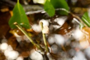 Life, Sian Ka'an Biosphere Reserve