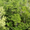 Trees, Sian Ka'an Biosphere Reserve