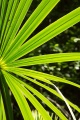 Leaves and sun, Sian Ka'an Biosphere Reserve