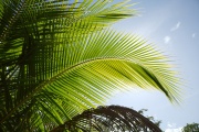 Leaves, Sian Ka'an Biosphere Reserve