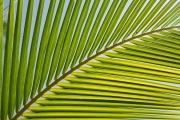 Leaves, Sian Ka'an Biosphere Reserve