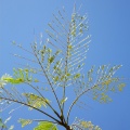 Branches and leaves, Sian Ka'an Biosphere Reserve