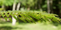 Branch and leaves, Sian Ka'an Biosphere Reserve