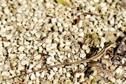 Some sort of Lizard, Mayan ruins of Coba