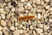 Millipede, Mayan ruins of Coba