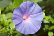 Blossom with insect, in the Yucatan jungle