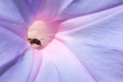 Blossom with insect, in the Yucatan jungle
