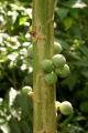 Green things in the Yucatan jungle