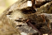 Some sort of caterpillar, Mayan ruins of Coba