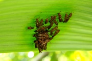 Insects in the Yucatan jungle