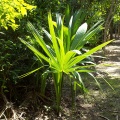 The Yucatan jungle