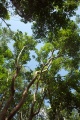The Yucatan jungle