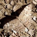 Butterfly, Yucatan jungle