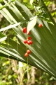 Life in the Yucatan jungle